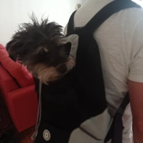 Dog Backpack Brand New in Size Medium - Picture 6 of 16